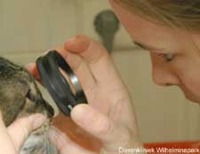 Het oog spiegelen bij een kat